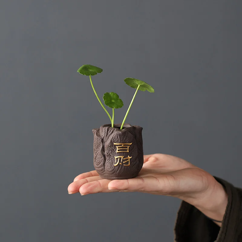 Mini maceta creativa de arcill - Bonsai Garden Mini reseña y precio