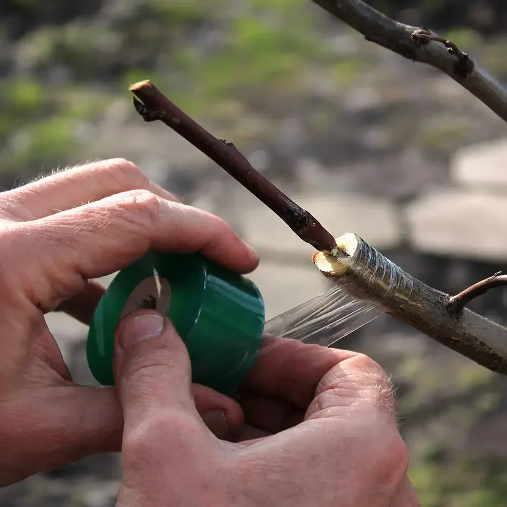 5 rollos de cinta de injerto d - Bonsai Garden Tree reseña y precio