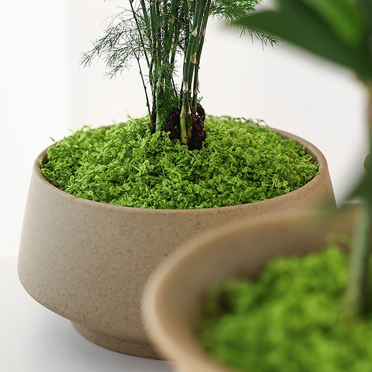 Alrededor de 20 g de plantas v - Bonsai Garden Decor reseña y precio