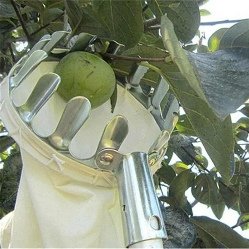 Recolector de Frutas para Gran - Bonsai Garden Tree reseña y precio