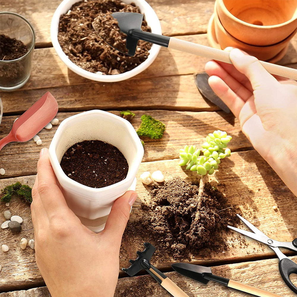 Herramientas de plantas sucule - Bonsai Garden Mini reseña y precio